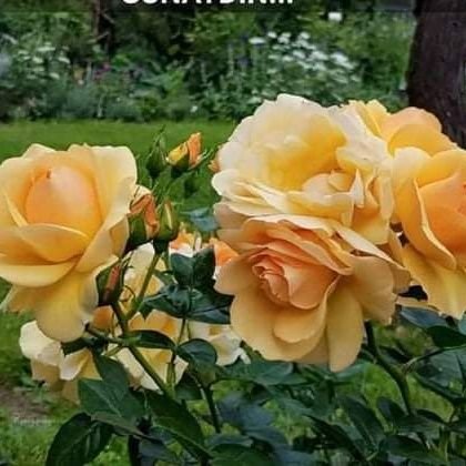 ayca_emniyet's profile picture. Hayata bakış açım