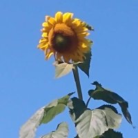 ❤️Mrs. SAdventum2❤️ (@semperadventum) 's Twitter Profile