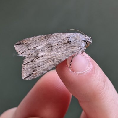 z4r3k's profile picture. 👽