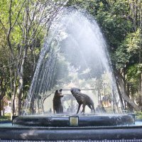 Soporte Coyoacán(@SoporteCoyocan) 's Twitter Profile Photo