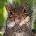 Spastic Squirrel (@Shell53509218) Twitter profile photo