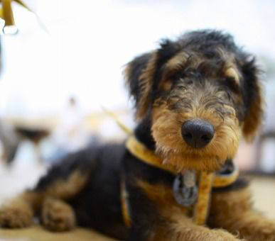 acoacopi's profile picture. ICU大学院♡ICU♡ICU高校♡帰国子女♡ゴルフ