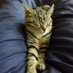 Herold Cremer (@hed_catman) Twitter profile photo Herold Cremer (@hed_catman) Twitter profile photo