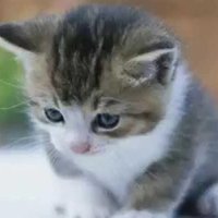 CriZox (@crizox_2) 's Twitter Profile