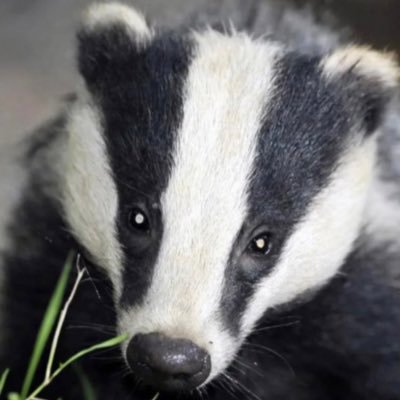 Shotleybadgers Profile Picture