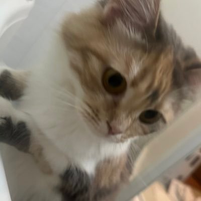 mitsukioy's profile picture. 