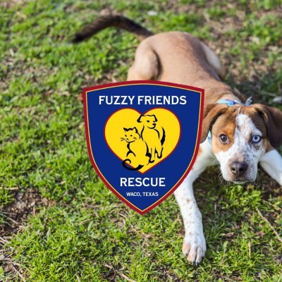 Fuzzy Friends Rescue is a non-profit 501 (c) (3) animal welfare organization that cares for homeless animals in a life-care environment.
