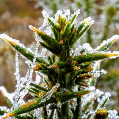 cfleggfox's profile picture. 