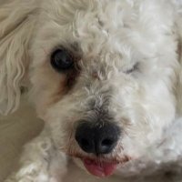 WiganJulie (@juliefallon1) 's Twitter Profile