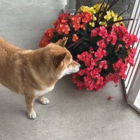 CSR (@cslyvn) 's Twitter Profile