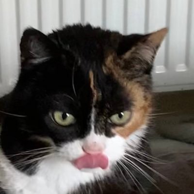 minkythecat Profile Picture