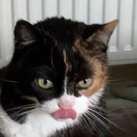 minky goblin(@minkythecat) 's Twitter Profile Photo