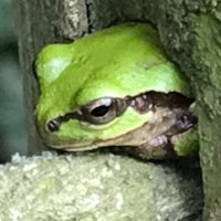 ぽてた (@cyanopica_pote) 's Twitter Profile