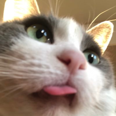 IMW12fBBY7HpjG's profile picture. 猫🐈とラーメン🍜LOVE