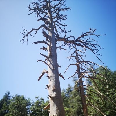 Ans_ALAOUI's profile picture. 