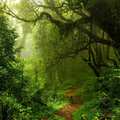 Deep In The Forest, There Lies Mystery, Fantasy, The Unknown.