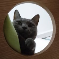 Sho@64150 (@lcp_shozyys) 's Twitter Profile