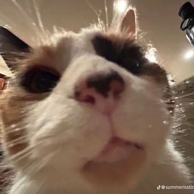 MichaelA_Simp's profile picture. He/they 
going through my SAO obsession again