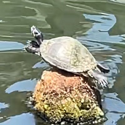 Daydreaming Turtle