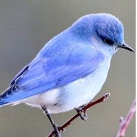 Laf (@ziggylaflove) 's Twitter Profile Photo