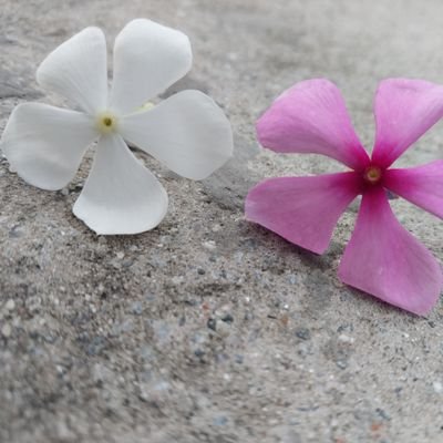 Divyaofficial10's profile picture. 