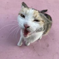 Dr. SoftwareLuke (@luke_software) 's Twitter Profile