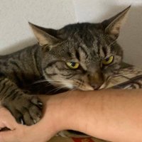 ぷれじ (@guitar_g_) 's Twitter Profile Photo ぷれじ (@guitar_g_) 's Twitter Profile Photo