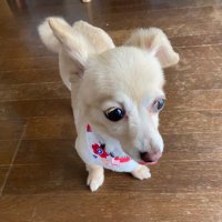 虎チル (@nonchan_cocoa) 's Twitter Profile