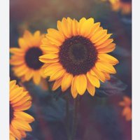 Harshali lover SAIBA (backup)🌻🤞💕😍 (@saiba49backup) 's Twitter Profile