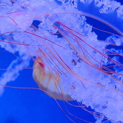 KlauFunRaeu's profile picture. 中文/日本語/ENG/Française ｜成人済｜雑多垢｜気象｜3104｜羅小黒戦記｜鹿野｜🦌右