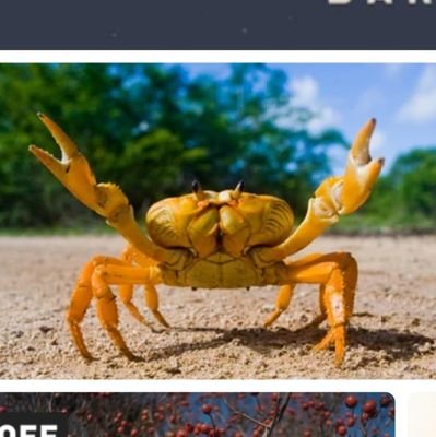 🦀
