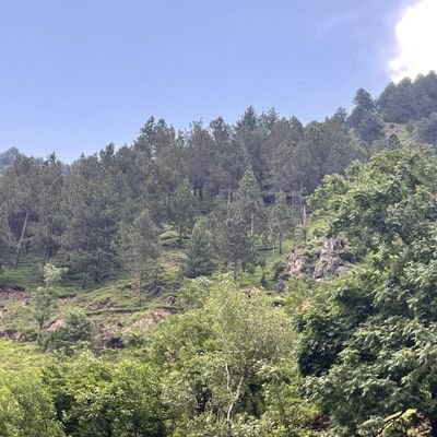 naveed786hashmi's profile picture. SEO Expert, Social media influencer