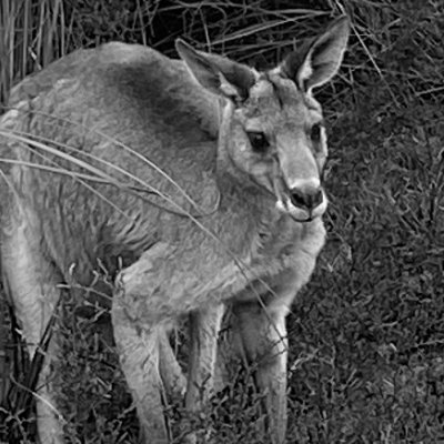 EchoSpot's profile picture. 