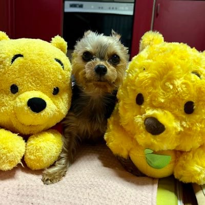 らぶちーさんのプロフィール画像