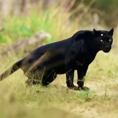 Panther