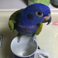 doronjosama (@doronjosama0123) 's Twitter Profile