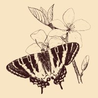 Luca_labo (@coelestis_) 's Twitter Profile Photo