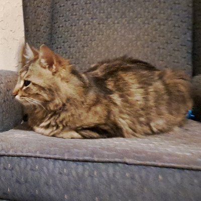 Samanth21122231's profile picture. 