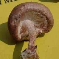 vivier-reynaud alec (@alecvivier) 's Twitter Profile