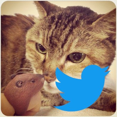 milin22's profile picture. 本と猫とアイドルと、だったのが最近はお笑い多め。アイコンは先代猫、バナーは現役猫。──── 作家・酒見賢一さんの情報集積所を作りました。@sakemi_fan