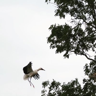 skuijk's profile picture. 