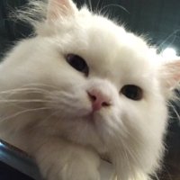 𝒜𝓉𝓁𝑒𝓇𝓏 (@maalee_____) 's Twitter Profile Photo 𝒜𝓉𝓁𝑒𝓇𝓏 (@maalee_____) 's Twitter Profile Photo