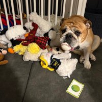 JGasbarre (@j_gas5) 's Twitter Profile