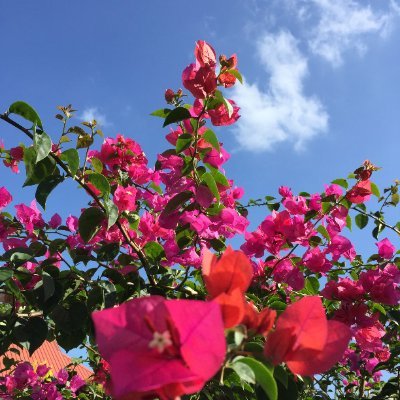 Rahnuma_kabir's profile picture. 
