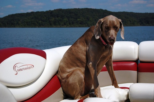 Southeast Missouri's Boating Headquarter's since 1976, on Lake Wappapello! Lowe Fishing Boats|Suncruiser Pontoon & Deckboats|Harris Flotebote Call: 573.222.8622