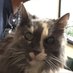 Oshiera ❤️ Memecoin (@catrinao5vhzrf) Twitter profile photo Oshiera ❤️ Memecoin (@catrinao5vhzrf) Twitter profile photo