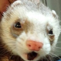 u-hyszk (@u_hyszk) 's Twitter Profile Photo u-hyszk (@u_hyszk) 's Twitter Profile Photo