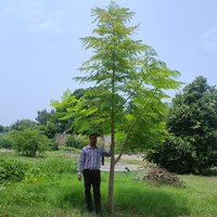 Sachin Sethi ਸਚਿਨ ਸੇਠੀ🌳 (@sachinsethi_) 's Twitter Profile