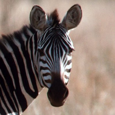 zisfor89734's profile picture. 