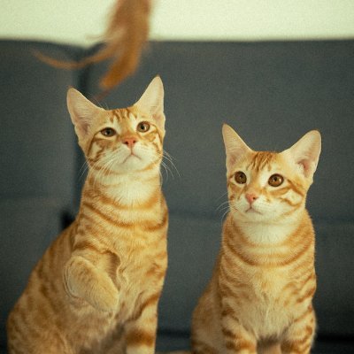 MuratazaAl9104's profile picture. 